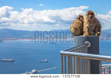 The famous wild macaques of Upper Rock Natural Reserve in Gibraltar Rock. Gibraltar is a British colony that is located at southern end of Iberian Peninsula.
