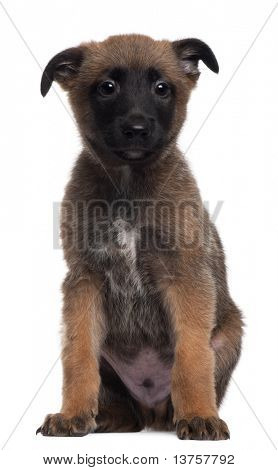 Berger Malinois, 7 týdnů staré, sedící před bílým pozadím