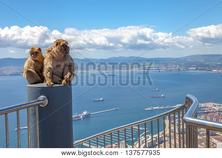 The famous wild macaques of Upper Rock Natural Reserve in Gibraltar Rock. Gibraltar is a British colony that is located at southern end of Iberian Peninsula.