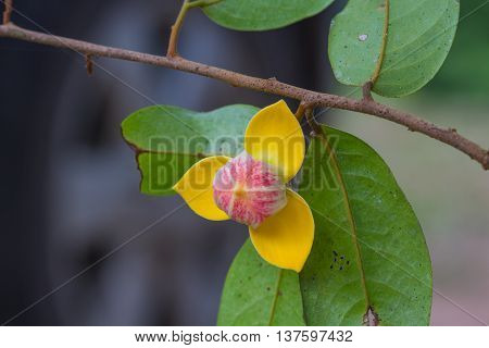 Mitrephora Keithii Flower Close Up
