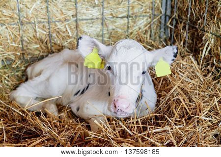 White Calf lying in the cage on the straw
