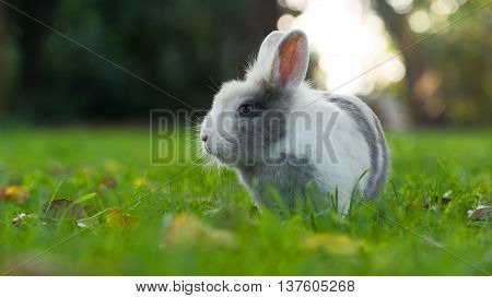 A cute fluffy white and grey rabbit on green grass in summer