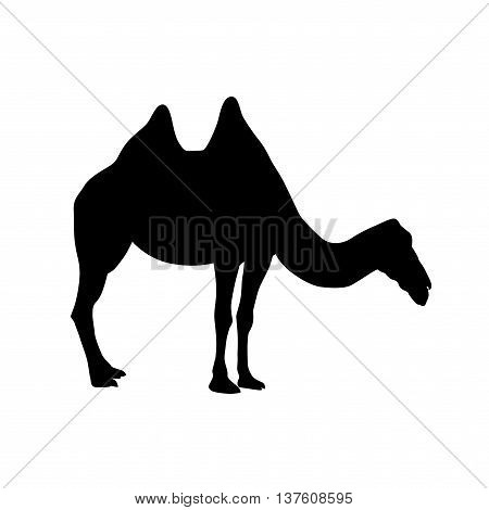 Bactrian Camel Silhouette