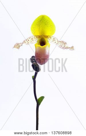 Paph. moquettianum '(species)' Orchid pure Breeding Center of the Earth.