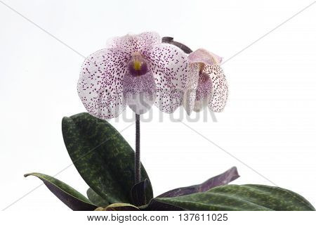 Paph delanatii 'Pink Spring' x bellatulum alba 'Moonlight'