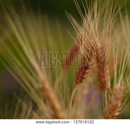 Wheat spike with foreground and background out of focus, early summer