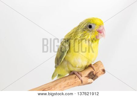 Pastel Green Forpus Bird Chick