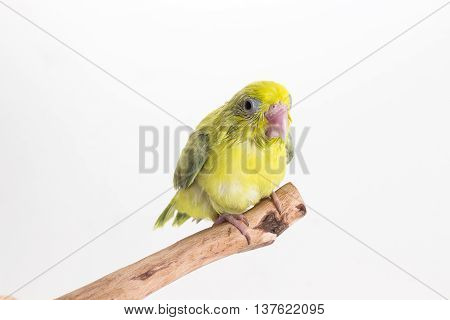 Pastel Green Forpus Bird Chick