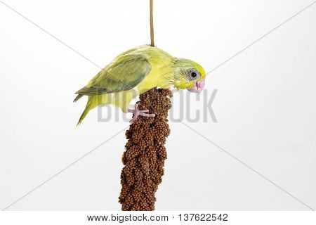 Forpus Chick Eating Millet Spray