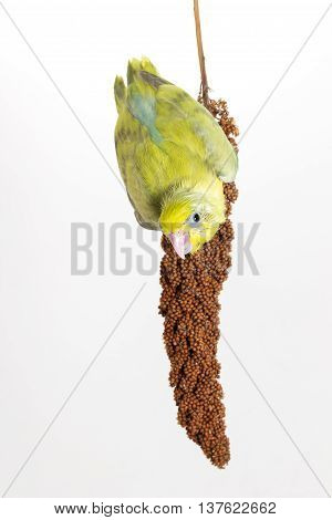 Forpus Chick Eating Millet Spray