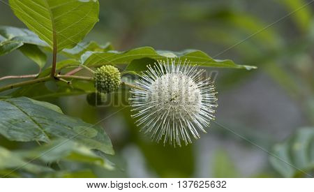 White Button Bush Wildflower  Cephalanthus Occidentalis Wildflowers