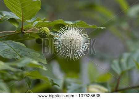 White Button Bush Wildflower  Cephalanthus Occidentalis Wildflowers