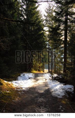 Bir dağ orman yolunda