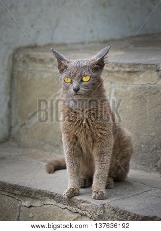 Portrait of grey cat with yellow eyes