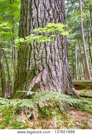 Old growth pine dominates aspiring maples and ferns in Hartwick Pines State Park, near Grayling, Michigan.