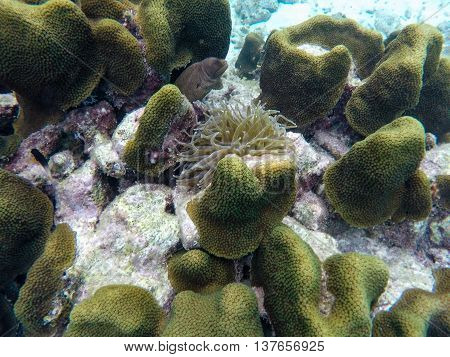 Some of the best snorkeling experience at Curacao, Caribbean.