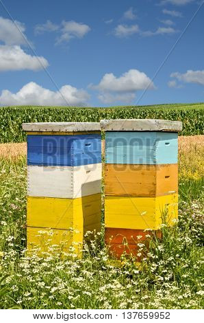 Beekeeping and honey production. Small - family business in east Europe