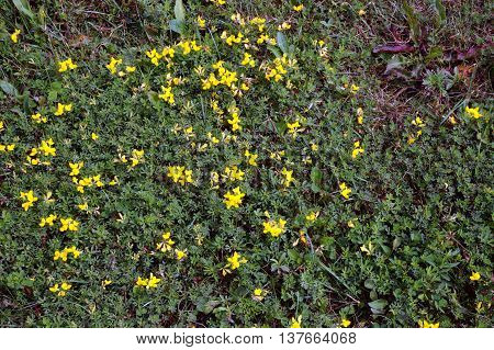 Birdsfoot trefoil (Lotus corniculatus) blooms close to the ground in Shorewood, Illinois during August.