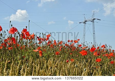 Power distribution, high voltage power pole in wheat field