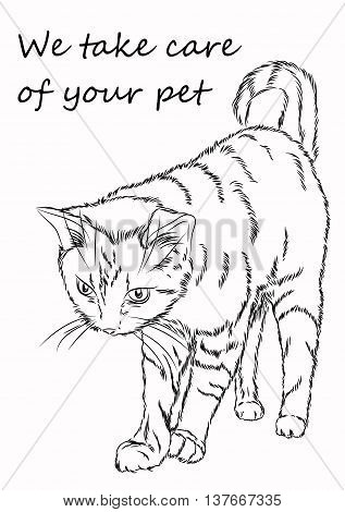 Figure cat. It can be used for advertising cattery veterinary clinic or other