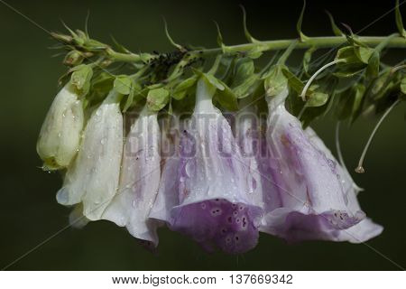blossoming digitalis plant just after the rain