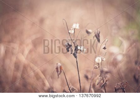 dried grass on a field at the early spring sunny day