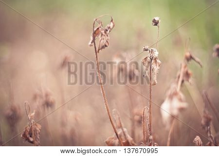dried grass on a field at the early spring sunny day