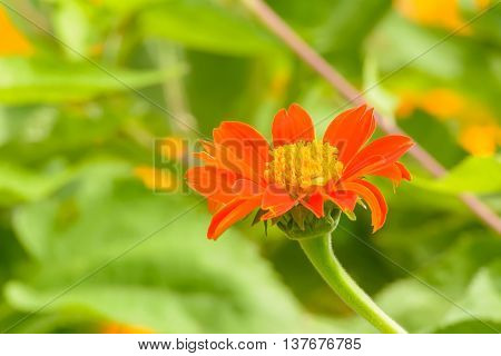 Mexican Sunflower