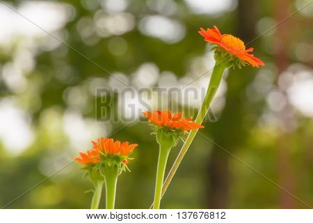 Mexican Sunflower