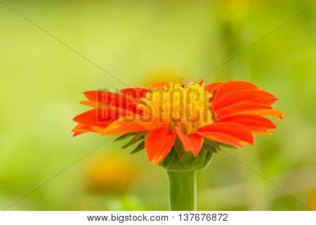 Mexican Sunflower