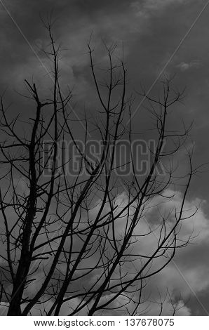 Tree leaves gloomy atmosphere in the midst of a dry evening.