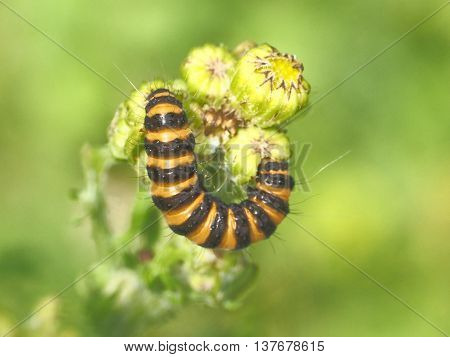 Orange Black caterpiller on a flower with blurd Green background