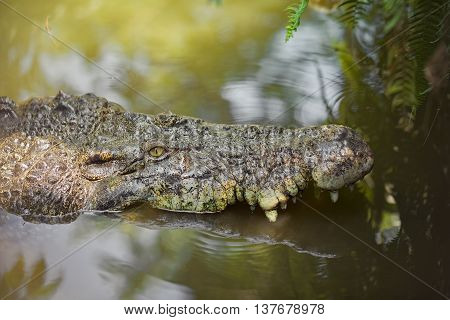 big crocodile  portrait  in the green water