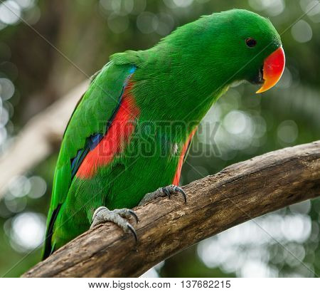 Bright Colorful Green Eclectus Parrot on branch