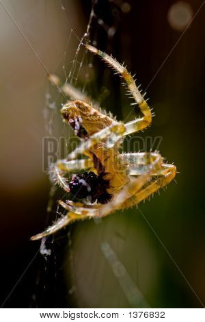 Spinne frisst die Fliege