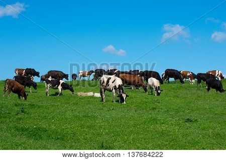 Herd of cows grazing on green meadow.
