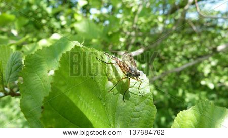 Fly sitting on a green leaf flowers