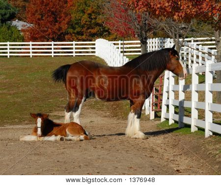 Clydesdale