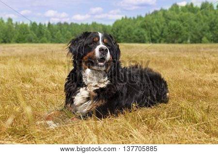 Bernese Mountain Dog (Berner Sennenhund) lying in the middle of a green lawn on a sunny summer day