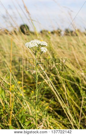 Achillea Millefolium, Yarrow, Common Yarrow.