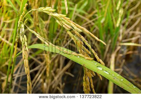 ear of paddy rice in rice fields with water drops
