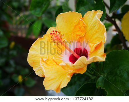 Big yellow hibicus on blur green leaf background