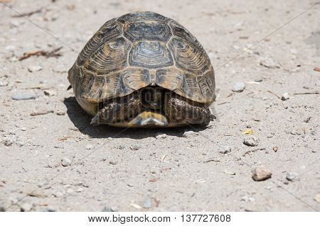 Tortoise hidden in its shell on the path. Tortoises are shielded from predators by a shell
