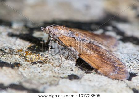 Pine carpet (Pennithera firmata) in profile. British insect in the family Geometridae the geometer moths associated with Scot's Pine (Pinus sylvestris)