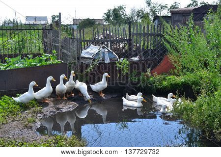 Ducks swim in a small pond in the village