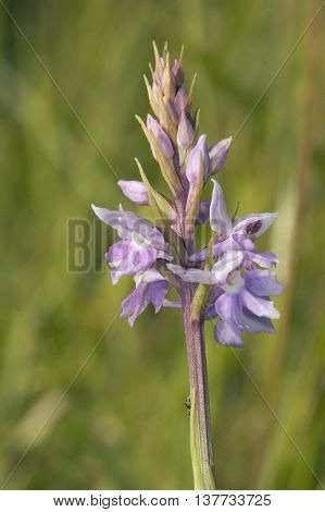 Common Spotted Orchid - Dactylorhiza fushsii var. Rhodochila Rare colour form