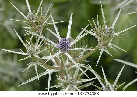 Moroccan or Variable-leaved Sea Holly - Eryngium variifolium Endemic to the Atlas Mountains of Morocco