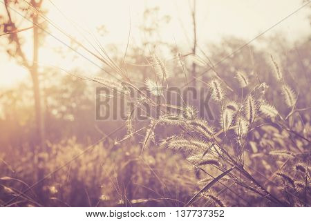Grass and golden light in the summer.