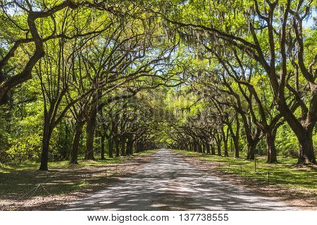 Long road lined with ancient live oak trees draped in spanish moss at historic Wormsloe Plantation in Savannah Georgia USA