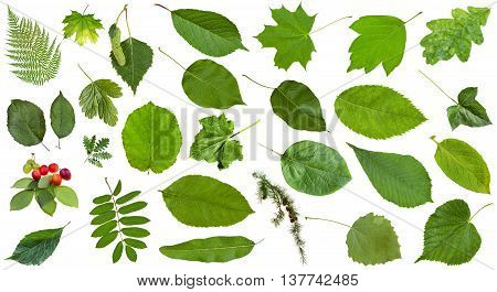Natural Green Leaves Isolated On White